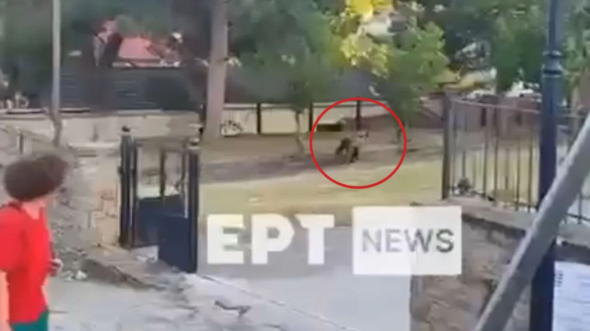 Αρκούδα εμφανίστηκε σε σχολείο στο Νεστόριο Καστοριάς