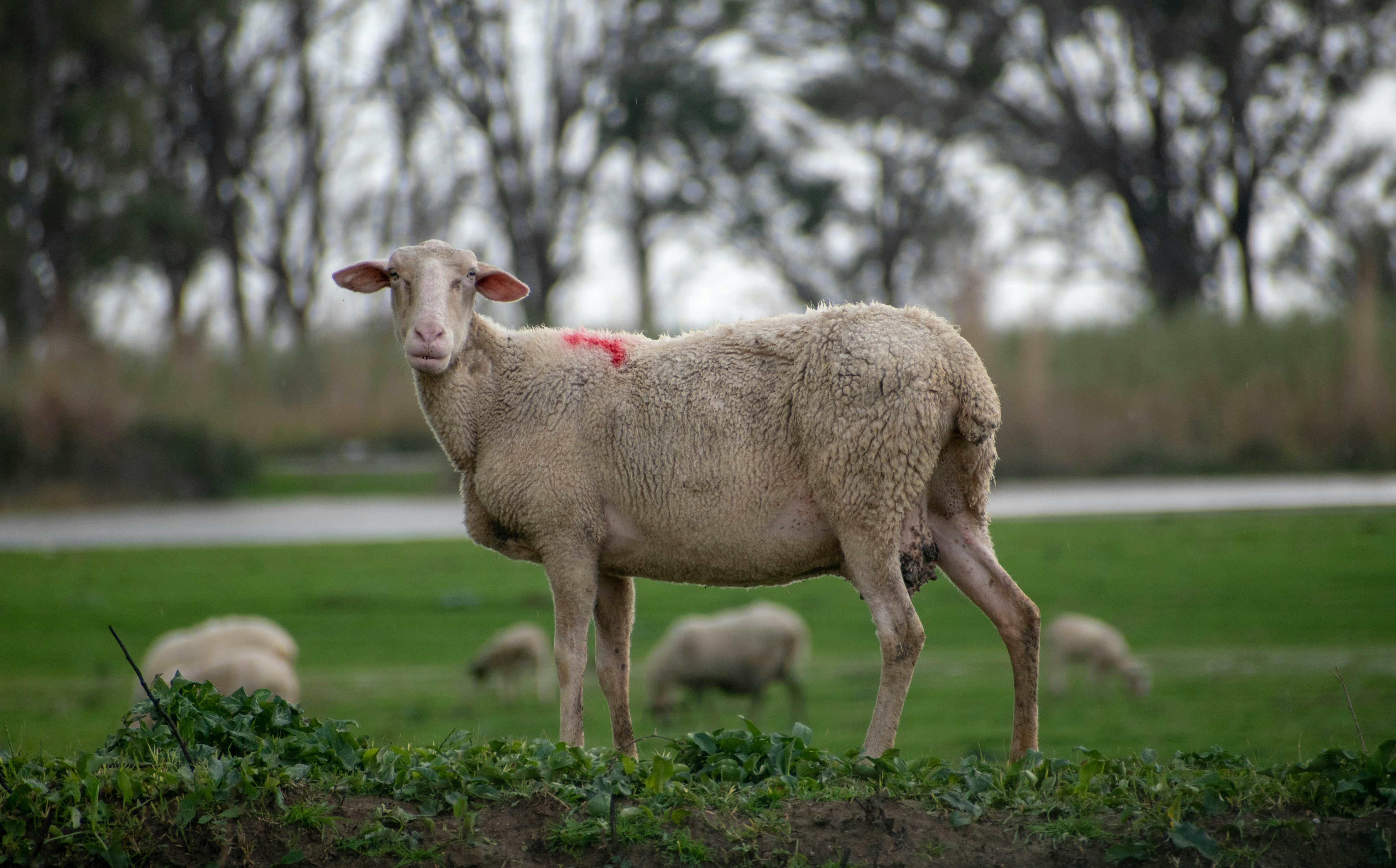 Ευλογιά αιγοπροβάτων: Πρώτες 8 συλλήψεις για παραβιάσεις των μέτρων βιοασφάλειας – 2 στον νομό Σερρών