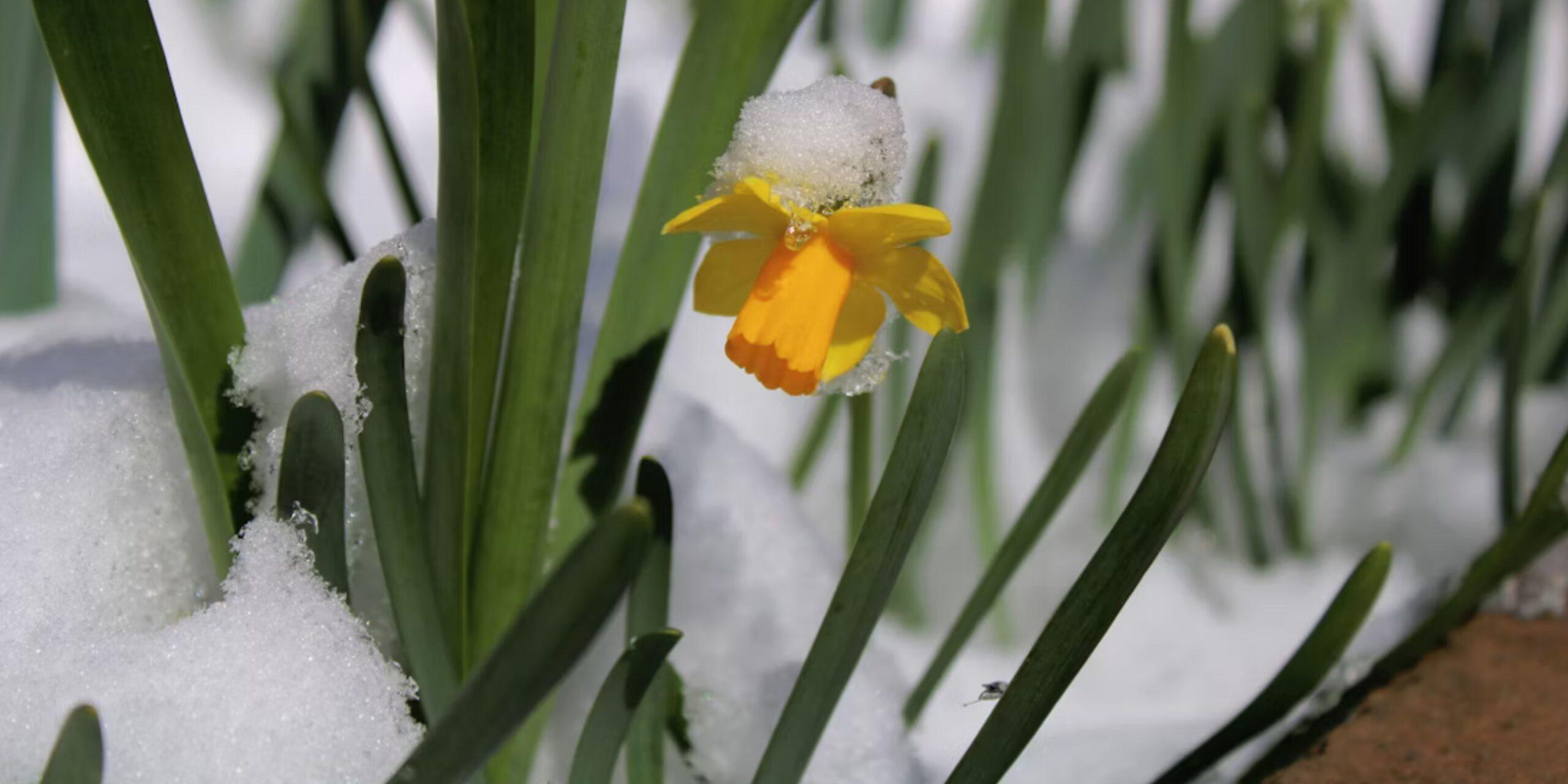 “Οι Μέρες της Γριάς”: Ο μύθος για τις τρεις τελευταίες μέρες του Μαρτίου