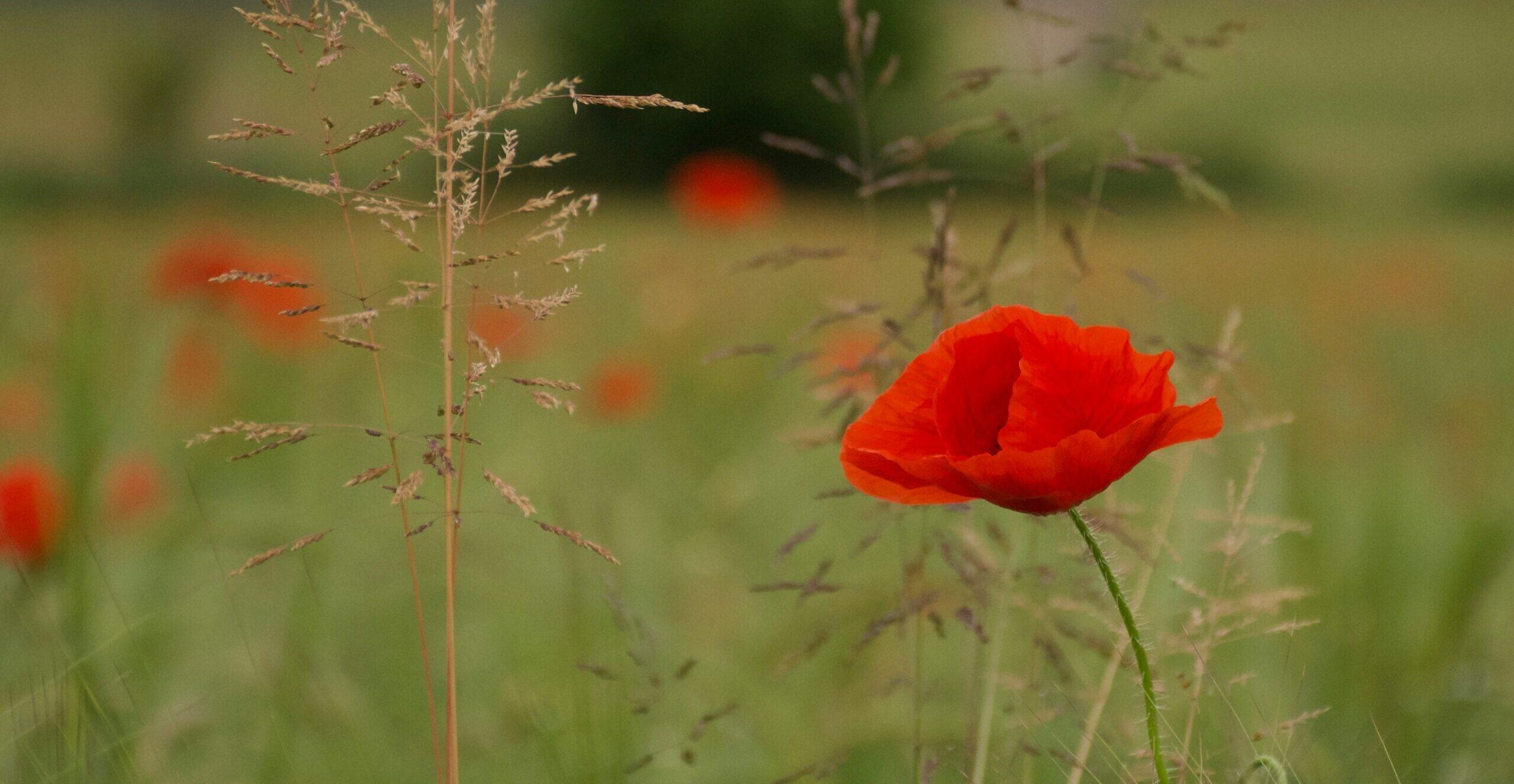 «Η μάχη της Αμφίπολης» του Γιάννη Ρίτσου και το διαχρονικό της μήνυμα