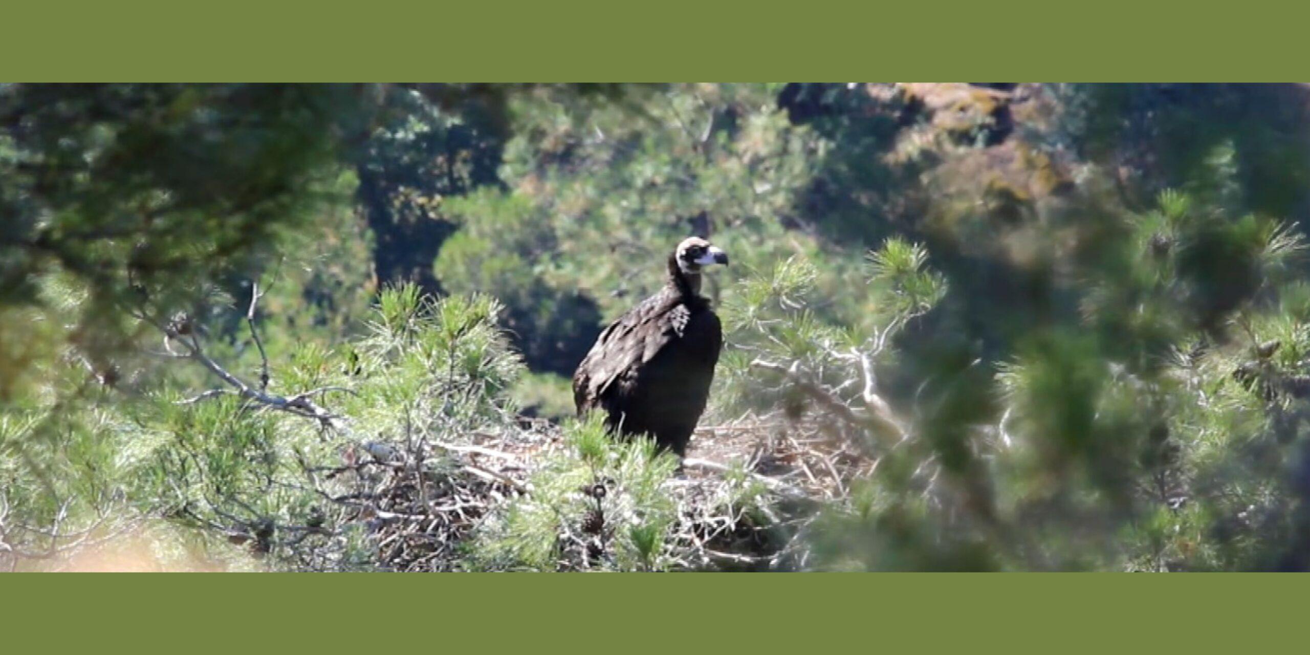 Η διάδωση και η επιστροφή του μαυρόγυπα “Ιωάννα” στο δάσος της Δαδιάς
