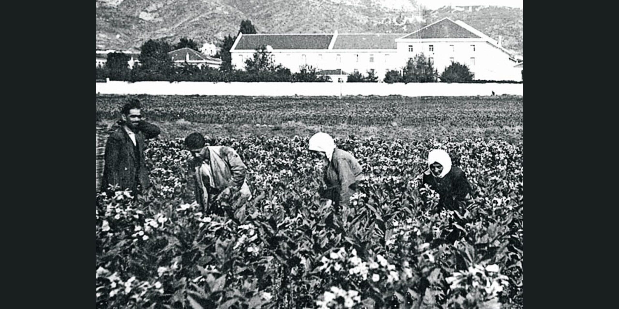 Η ανάπτυξη της καπνοπαραγωγής στην περιοχή του Παγγαίου και του Μενοικίου